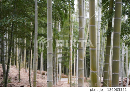 竹林のある風景 竹林のある風景 126085531