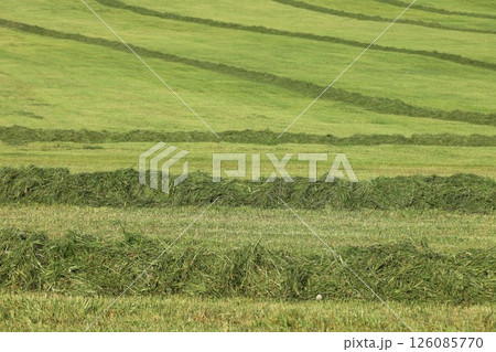 A field of grass with a row of weeds in the middle 126085770