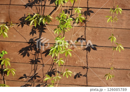 A vine is growing on a wooden fence A vine is growing on a wooden fence 126085789