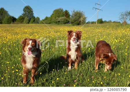 Three dogs are standing in a field of yellow flowers 126085790