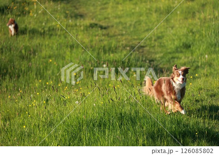 A brown and white dog runs through a field of tall grass 126085802