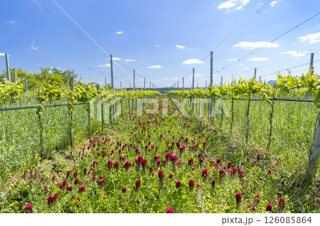 Crimson clover blooming between rows of grapevines in Ivan, Czechia Crimson clover blooming between rows of grapevines in Ivan, Czechia 126085864