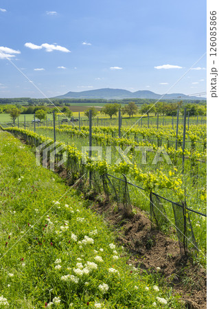 Lush vineyard rows growing under a clear blue sky in South Moravia, Czechia Lush vineyard rows growing under a clear blue sky in South Moravia, Czechia 126085866