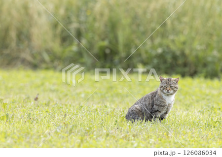 Tabby cat sitting in green grass in Haczow, Poland 126086034
