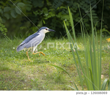 Black crowned night heron walking on grass near pond 126086069