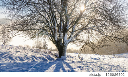 Snowy tree in the foreground of the winter misty landscape at sunny day. The Orava region in north of Slovakia, Europe. 126086302