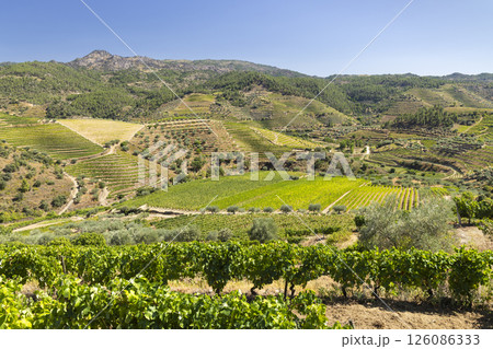 Typical vineyard near Tua, Alto Douro, Portugal Typical vineyard near Tua, Alto Douro, Portugal 126086333