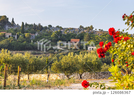 Country of south Dalmatia in Croatia, Europe. Picturesque hillside village with blooming roses, olive trees, and stone structures, bathed in warm light, evokes a sense of serenity. 126086367