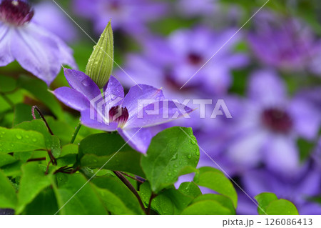 雨に濡れるテッセンの花と蕾 126086413