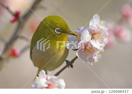 満開の白梅にメジロさん (春イメージ)( 小春日和イメージ ) 満開の白梅にメジロさん (春イメージ)( 小春日和イメージ ) 126086437
