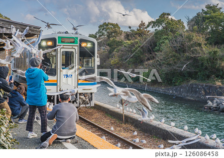 浜松市にある天竜浜名湖鉄道の浜名湖佐久米駅で飛び交うカモメたちと電車の風景(静岡県) 浜松市にある天竜浜名湖鉄道の浜名湖佐久米駅で飛び交うカモメたちと電車の風景(静岡県) 126086458