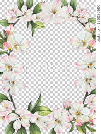 Rectangular watercolor frame with apple tree flowers and green leaves. Delicate white and pink flowers on a white background. Perfect for wedding and invitation decorations. Space for text. 126086600