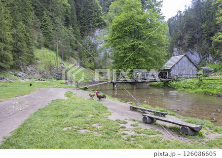 Roosters standing near watermill in Kvacany, Slovakia 126086605