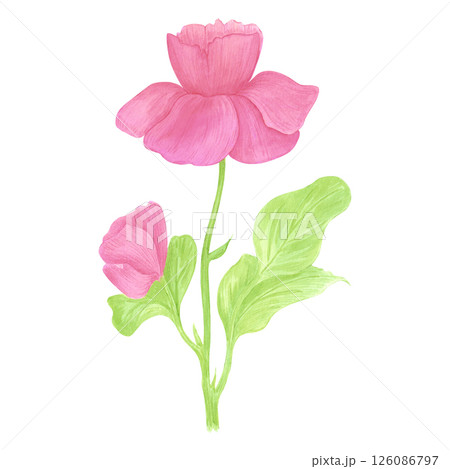 Hand drawn watercolor wildflower. Flower of the field isolated on white background. Can be used for postcard, label, scrapbook and other printed products. Hand drawn watercolor wildflower. Flower of the field isolated on white background. Can be used for postcard, label, scrapbook and other printed products. 126086797