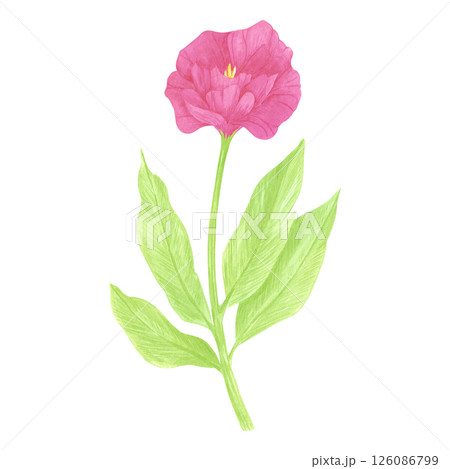 Hand drawn watercolor wildflower. Flower of the field isolated on white background. Can be used for postcard, label, scrapbook and other printed products. 126086799