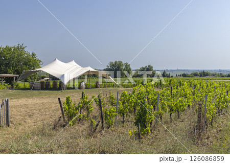Typical vineyards near Saint-Emilion, Bordeaux, Aquitaine, France 126086859