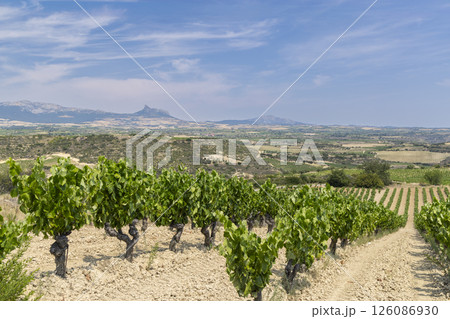 Typical vineyard near Laguardia, Rioja wine region, Rioja Alavesa, Basque Country, Spain Typical vineyard near Laguardia, Rioja wine region, Rioja Alavesa, Basque Country, Spain 126086930