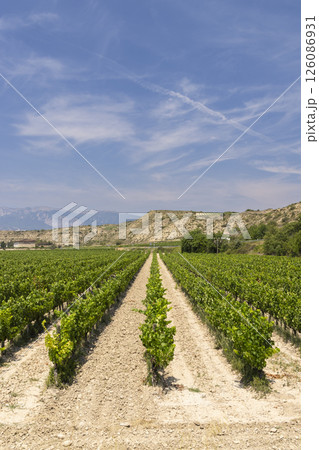 Typical vineyard near Logrono, Rioja wine region, Rioja Alavesa, Basque Country, Spain Typical vineyard near Logrono, Rioja wine region, Rioja Alavesa, Basque Country, Spain 126086931