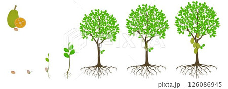 Cycle of growth of jackfruit tree on a white background. Cycle of growth of jackfruit tree on a white background. 126086945