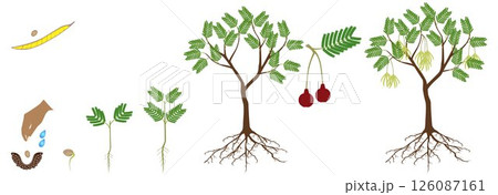 Cycle of growth of parkia biglobosa mimosaceae tree on a white background. Cycle of growth of parkia biglobosa mimosaceae tree on a white background. 126087161