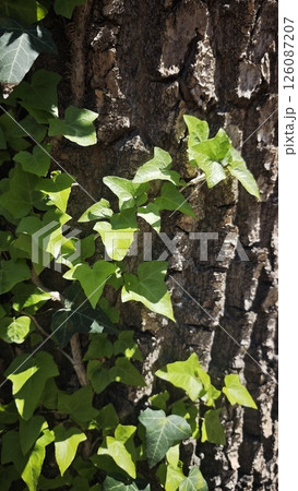 Green ivy leaves climb the rough bark of a tree Green ivy leaves climb the rough bark of a tree 126087207