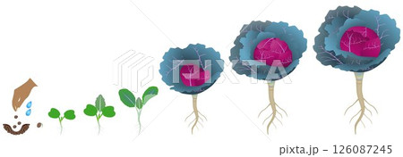 Cycle of growth of red cabbage plant on a white background. 126087245