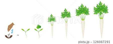 Cycle of growth of root parsley plant isolated on a white background. 126087291