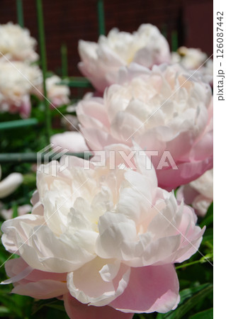 芍薬 ルーズベルト 芍薬 ルーズベルト 126087442