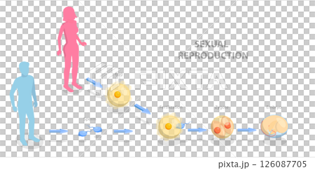 3D Isometric Flat Illustration of Sexual Reproduction, Human Fertilization 3D Isometric Flat Illustration of Sexual Reproduction, Human Fertilization 126087705