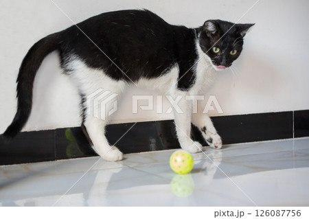 Funny cat pet playing indoor. Black and white kitten at home Funny cat pet playing indoor. Black and white kitten at home 126087756