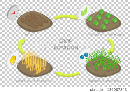 3D Isometric Flat Illustration of Crop Rotation, Growing a Series of Different Types of Plants in the Same Area 3D Isometric Flat Illustration of Crop Rotation, Growing a Series of Different Types of Plants in the Same Area 126087848