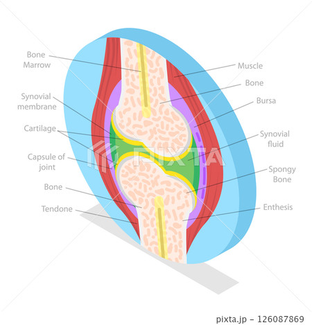 3D Isometric Flat Illustration of Anatomy Of Joints, Structure And Function 3D Isometric Flat Illustration of Anatomy Of Joints, Structure And Function 126087869
