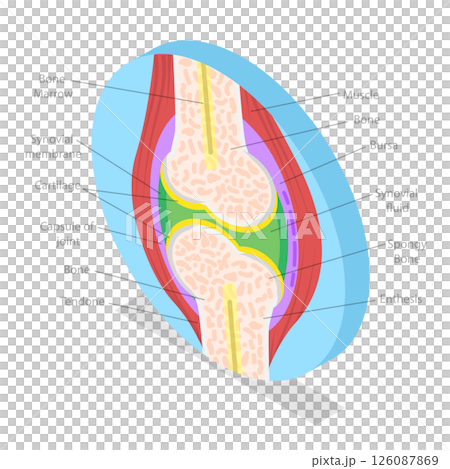 3D Isometric Flat  Illustration of Anatomy Of Joints, Structure And Function 126087869