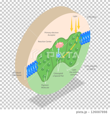 3D Isometric Flat  Illustration of Biology Education, Photosystem Process For Chemical Light Absorption 126087898
