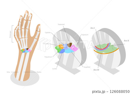 3D Isometric Flat  Illustration of Carpal Bones, Anatomy of Human Hand and Wrist 126088050