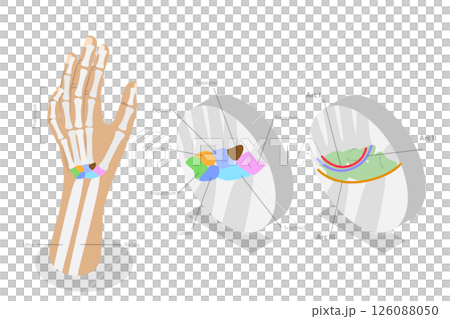 3D Isometric Flat  Illustration of Carpal Bones, Anatomy of Human Hand and Wrist 126088050
