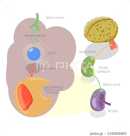 3D Isometric Flat  Illustration of Parasympathetic Nervous System, Medical Diagram 126088065
