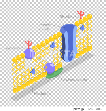 3D Isometric Flat Illustration of Structure of Plasma Membrane, Anatomical Structure According To The Fluid Mosaic Model 3D Isometric Flat Illustration of Structure of Plasma Membrane, Anatomical Structure According To The Fluid Mosaic Model 126088066