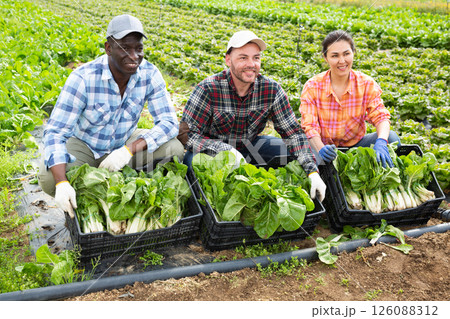 Group photo of cheerful farmers with chard 126088312