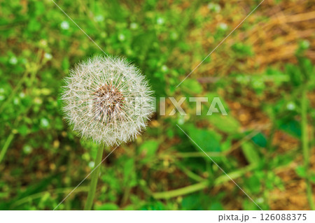 Fluffy faded dandelion flower whole head, not yet flown away from breath of wind. Famous children's fun in whole world, where plant grows. Method of spreading seeds in nature over surrounding space 126088375