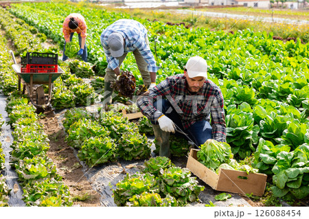 Man professional horticulturist picking harvest of lettuce on farmer field 126088454