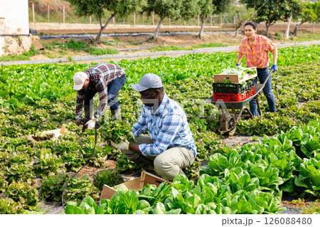 Plantation workers picking fresh lettuce on field Plantation workers picking fresh lettuce on field 126088480
