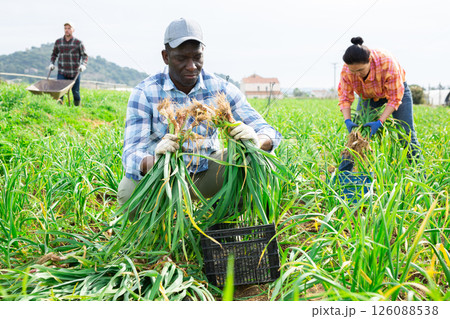 African american worker harvesting green spring garlic on vegetable field African american worker harvesting green spring garlic on vegetable field 126088538