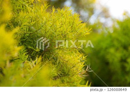 Close-up of Melaleuca linariifolia plant 126088649