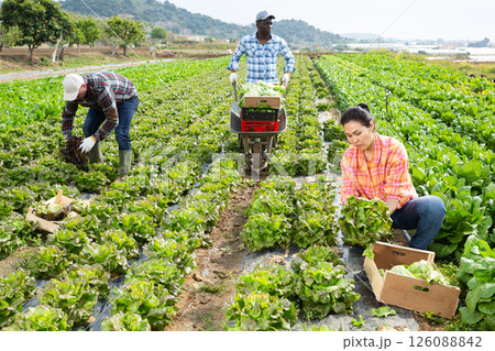 Farm workers picking organic green lettuce in field 126088842