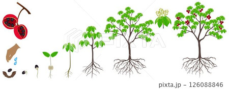 Cycle of growth of sterculia quadrifida tree on a white background. Cycle of growth of sterculia quadrifida tree on a white background. 126088846