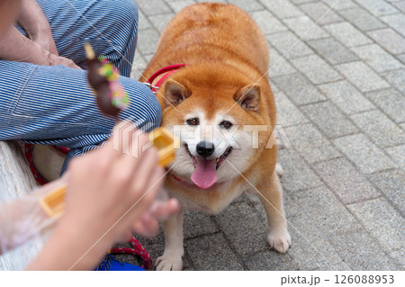 食べ物を狙う太った柴犬 食べ物を狙う太った柴犬 126088953