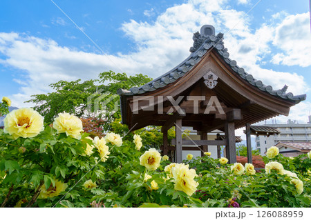 少林寺の黄色い牡丹の花（埼玉県秩父市） 126088959