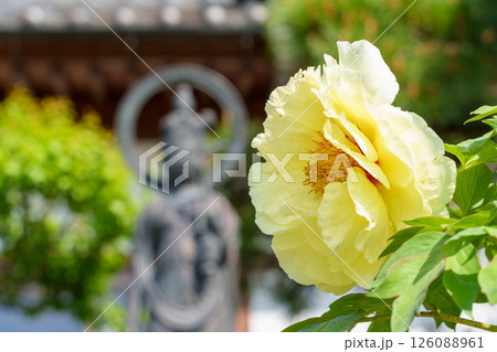 少林寺の黄色い牡丹の花(埼玉県秩父市) 少林寺の黄色い牡丹の花(埼玉県秩父市) 126088961