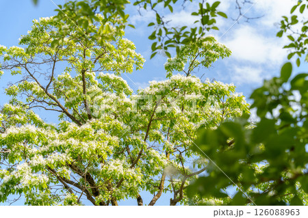 白い花が咲いているなんじゃもんじゃの木(ヒトツバタゴ) 白い花が咲いているなんじゃもんじゃの木(ヒトツバタゴ) 126088963